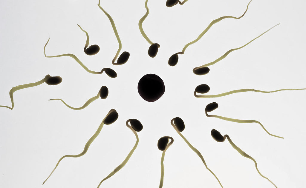 La qualità del campione di sperma è sempre uguale?